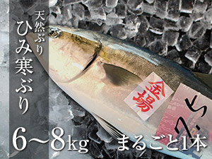 ひみ寒ぶり　6～8kg　まるごと1本