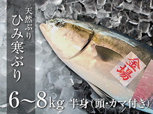 ひみ寒ぶり　6～8kg　半身（頭・カマ付き）