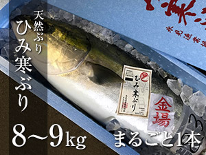 ひみ寒ぶり 8～9kg　まるごと1本