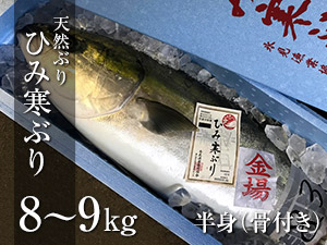 ひみ寒ぶり 8～9kg　まるごと1本