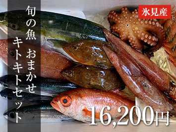 旬の魚　おまかせ　キトキトセット